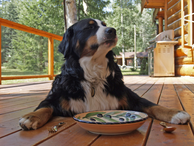 Cane Aggressivo quando Mangia. Cosa fare? Cane Aggressivo quando Mangia. Cosa fare?